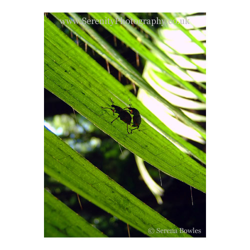 A pair of beetles carefully copulate on a leaf. The Philippines.
